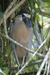 Boat-billed Heron    Cochlearius cochlearius